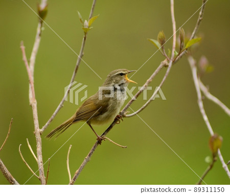 Japanese bird, warbler Japanese bird, warbler 89311150