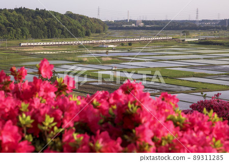 Narita line in full bloom of pink azaleas 89311285