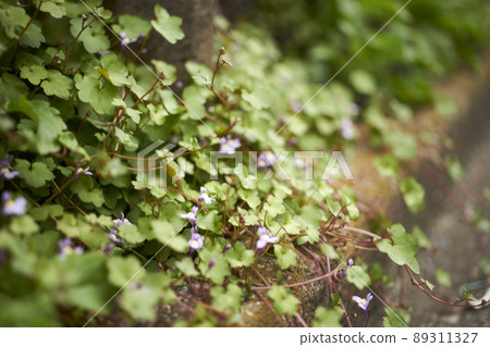 Kenilworth Ivy, Macro, Foot, Small Kenilworth Ivy, Macro, Foot, Small 89311327