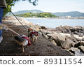 Dog walks along the sea 89311554
