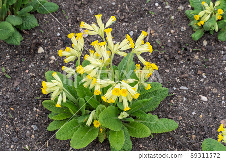 Yellow cowslip flower, Primula veris. Blooming spring flowers. Yellow cowslip flower, Primula veris. Blooming spring flowers. 89311572