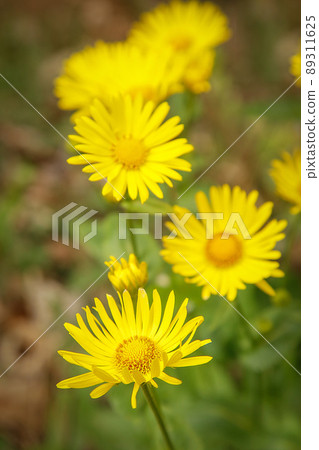 The spring bloom of bright yellow flowers doronikum 89311625