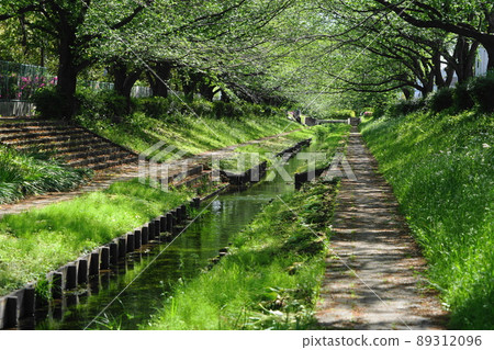 April Yokohama 697 Fresh green Egawa murmuring green road 89312096