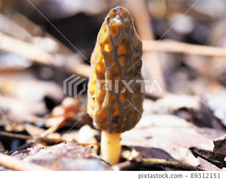 Amigasatake 89312151