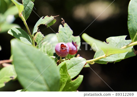 藍莓 藍莓 89312269