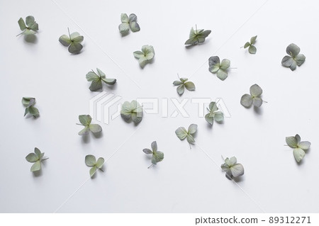 繡球記憶2 / 繡球的記憶 89312271