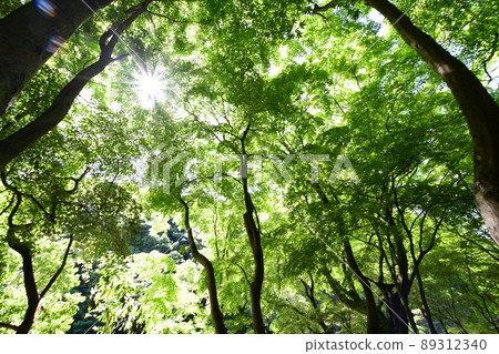 Blue maple of Aigi tunnel group 89312340