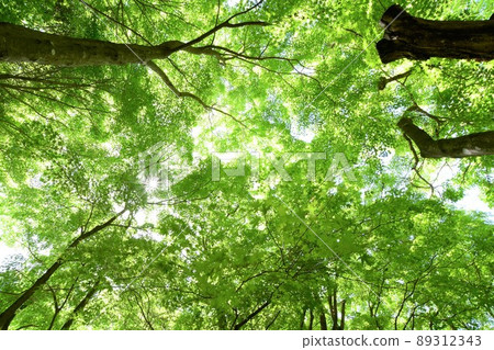 艾吉隧道群藍楓 艾吉隧道群藍楓 89312343