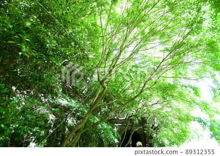 Blue maple of Aigi tunnel group 89312355