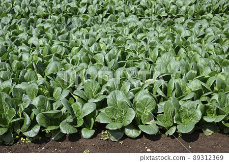 Field (Japanese mustard spinach) 89312369