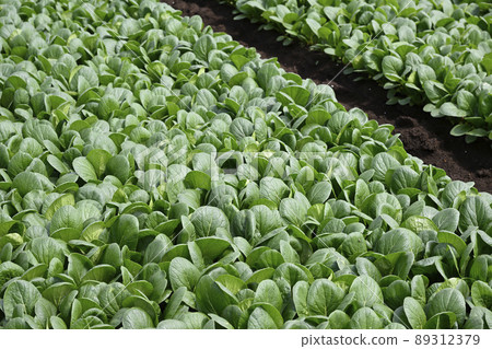 田地（日本芥末菠菜） 89312379