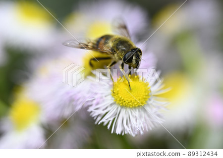 Hoverfly (納米哈納布) Hoverfly (納米哈納布) 89312434