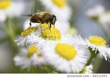 Hoverfly (納米哈納布) Hoverfly (納米哈納布) 89312441