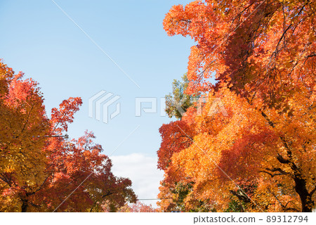 Autumn leaves 89312794