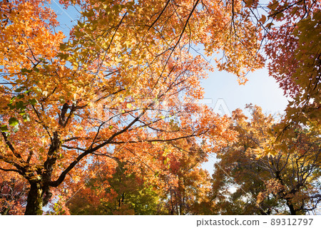 Autumn leaves 89312797