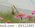 Swallowtail蝴蝶和花 89312885