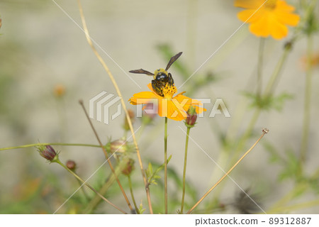 Worker bee 2 Worker bee 2 89312887