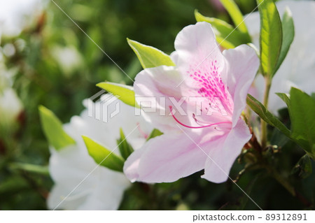 春天第 2 天 89312891