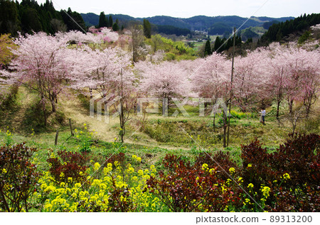 垂枝櫻花村櫻花和油菜花田 89313200