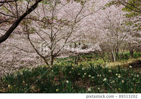 垂枝櫻花村盛開的櫻花和水仙花 89313202