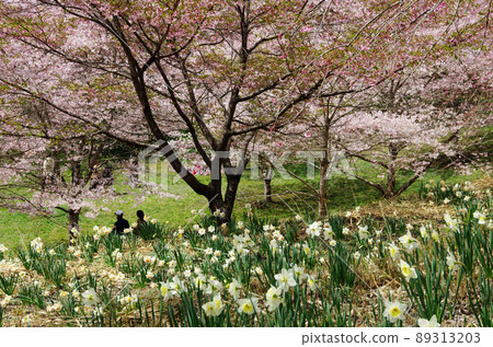 竹田市垂枝櫻花村的一排櫻花樹和一片水仙花田 89313203