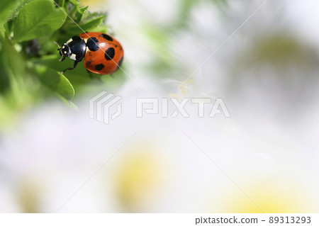 瓢蟲 瓢蟲 89313293