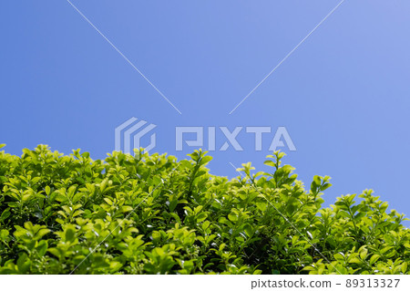 Boxwood sprout Boxwood sprout 89313327