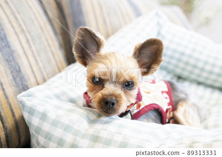 Yorkshire terrier in bed Yorkshire terrier in bed 89313331