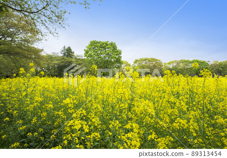 油菜花 春天的花朵 新鮮的綠色 油菜花田 花田 油菜花田 春天的形象 油菜花 春天的花朵 新鮮的綠色 油菜花田 花田 油菜花田 春天的形象 89313454