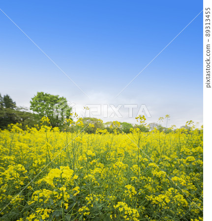 油菜花 春天的花朵 新鮮的綠色 油菜花田 花田 油菜花田 春天的形象 89313455