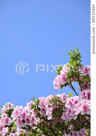杜鵑花和藍天 89313484