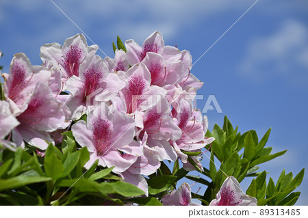 杜鵑花和藍天 89313485