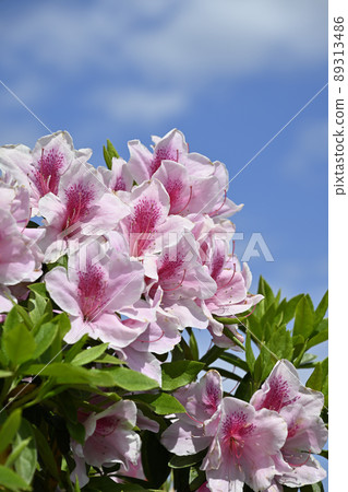 Azalea and blue sky Azalea and blue sky 89313486