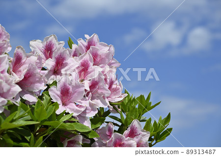 杜鵑花和藍天 杜鵑花和藍天 89313487