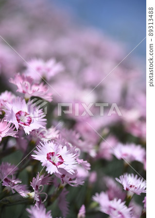 杜鵑花和藍天 89313488