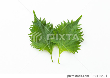 白葉白背 白葉白背 89313501