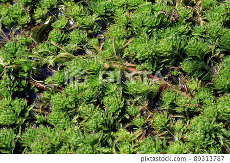 Parrot's feathers that cover the waterways Parrot's feathers that cover the waterways 89313787