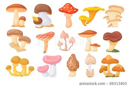 Forest ceps. Cartoon oyster mushrooms, autumn harvesting mushroom, wild amanita, tasty shiitake cep boletus different edible growing fungus vegetarian food neat vector illustration Forest ceps. Cartoon oyster mushrooms, autumn harvesting mushroom, wild amanita, tasty shiitake cep boletus different edible growing fungus vegetarian food neat vector illustration 89313803