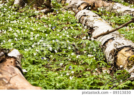 White wildflower or Hepatica Nobilis blooming around wood logs in the forest White wildflower or Hepatica Nobilis blooming around wood logs in the forest 89313830