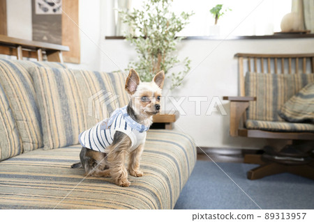 Yorkshire Terrier Ponta on the sofa in the living room Yorkshire Terrier Ponta on the sofa in the living room 89313957