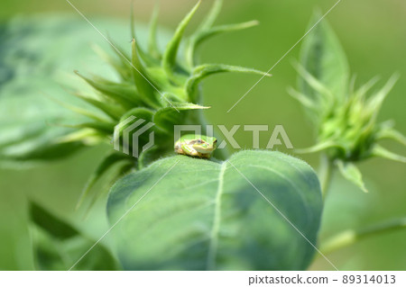 Sunflower buds and frogs 01 89314013