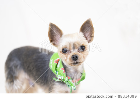 Yorkshire terrier ponta wrapped in bandana Yorkshire terrier ponta wrapped in bandana 89314399