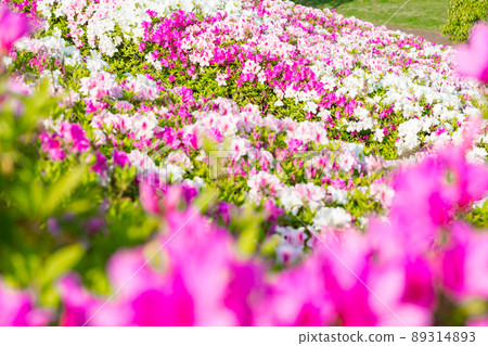 Azalea in full bloom (April) 89314893