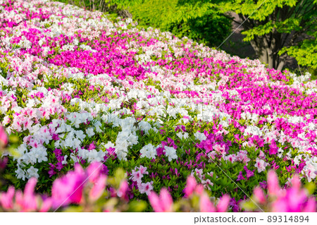 Azalea in full bloom (April) 89314894