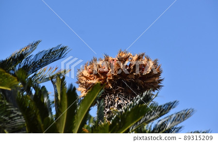 Fruit of a fruit Fruit of a fruit 89315209