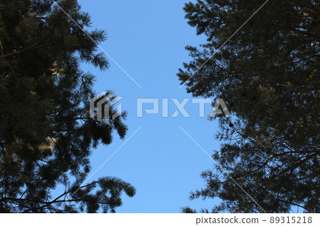 Trees in the evening against the blue sky. Bottom view.  89315218