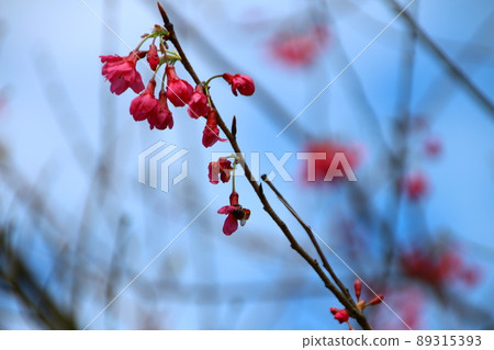 Cherry blossoms  89315393