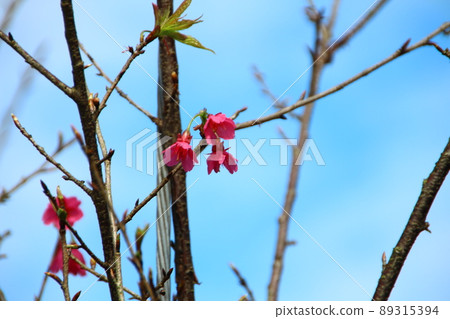 Cherry blossoms  89315394