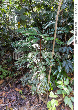 Longjack or tongkat ali, is potent traditional herbal plant grow naturally in the jungle 89315551