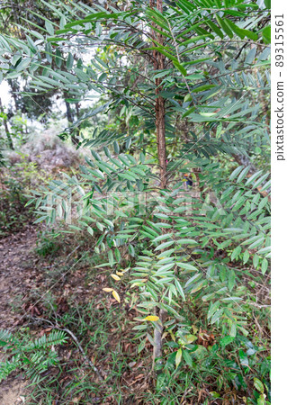 Longjack or tongkat ali, is potent traditional herbal plant grow naturally in the jungle Longjack or tongkat ali, is potent traditional herbal plant grow naturally in the jungle 89315561
